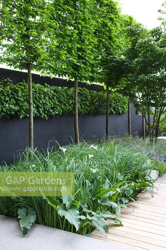 Contemporary Swedish style garden. Living green wall of espaliered Carpinus betulus, Hornbeam, Hedera helix. Cornus kousa, Zantedeschia aethiopica 'Crowborough'. Timber and granite paths - The Daily Telegraph Garden, sponsored by The Daily Telegraph - Gold medal winner at RHS Chelsea Flower Show 2009
