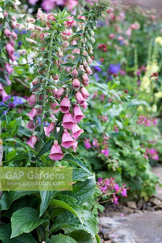 Digitalis x mertonensis - The Hesco Garden, sponsored by HESCO Bastion and Leeds City Council - Silver-Gilt medal winner at RHS Chelsea Flower Show 2009