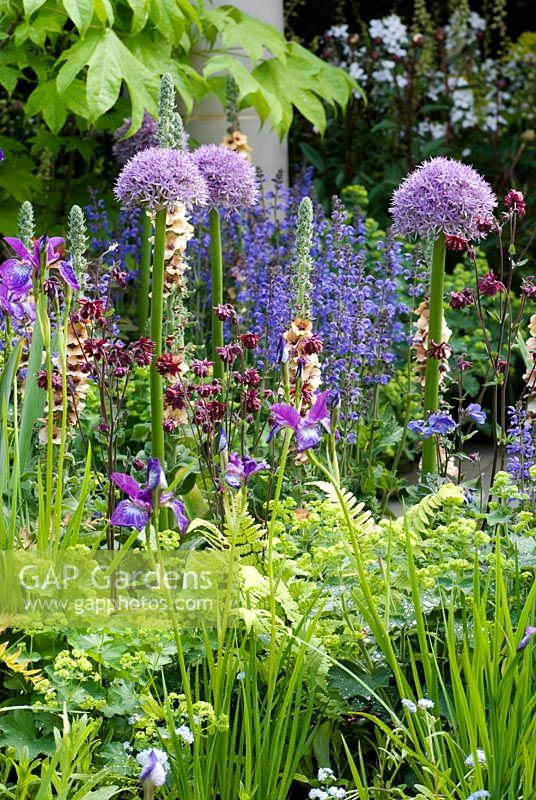 Mixed planting of Allium 'Beau Regard', Verbascum 'Helen Johnson', Iris chrysographes, Aquilegia, Salvia 'Rhapsody in Blue' and Alchemilla mollis. Dawn Chorus Garden, sponsored by Bradstone - Silver-Gilt Flora medal winner for Urban Garden at RHS Chelsea Flower Show 2009