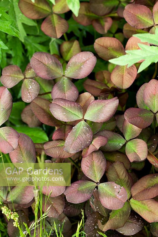 Trifolium repens 'Purpuracens' in Nature Ascending Garden - Gold medal winner for Urban Garden at RHS Chelsea Flower Show 2009
