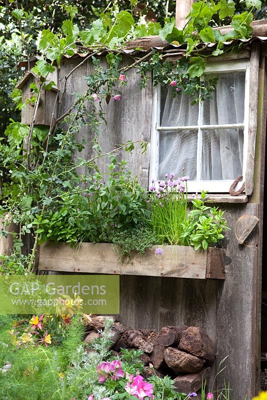 Old wooden shed with herbs in window box - The Fenland Alchemist Garden, sponsored by Giles Landscapes - Gold medal winner for Best Courtyard Garden at RHS Chelsea Flower Show 2009 