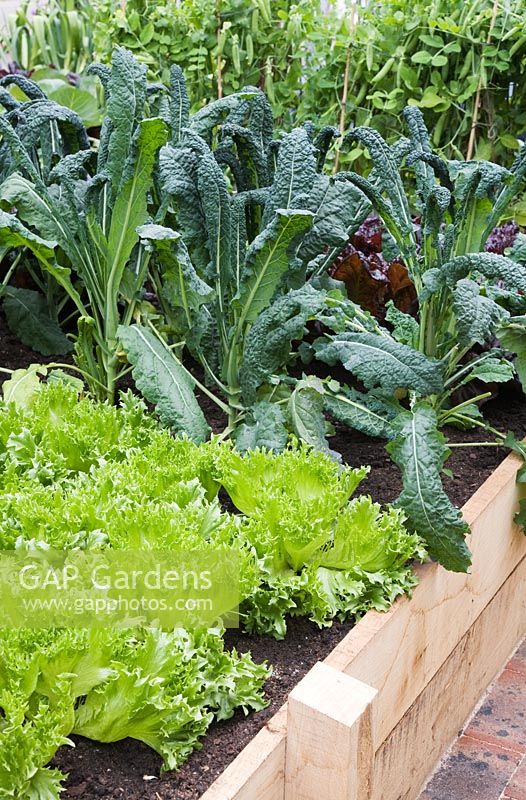 Lettuce 'Frills', Cavolo Nero and peas in raised beds in The Marston and Langinger 30th Anniversary Garden - RHS Chelsea Flower Show 2009
