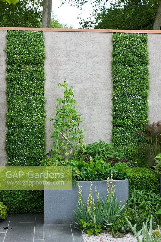 Vertical living wall planted with Lobelia pedunculata, sweet pea wigwam in centre - The Children's Society Garden and Gold medal winner for Urban Garden at RHS Chelsea Flower Show 2009
