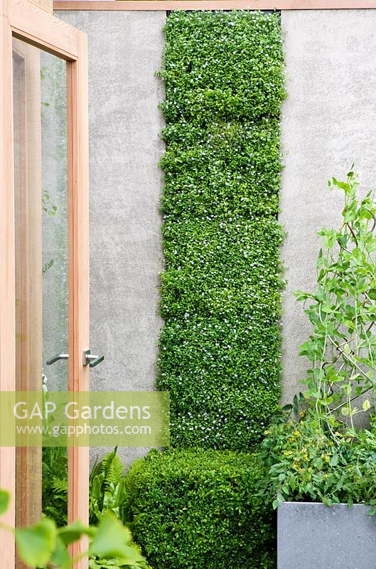 Vertical living wall planted with Lobelia pedunculata - The Children's Society Garden - Gold medal winner for Urban Garden at RHS Chelsea Flower Show 2009
