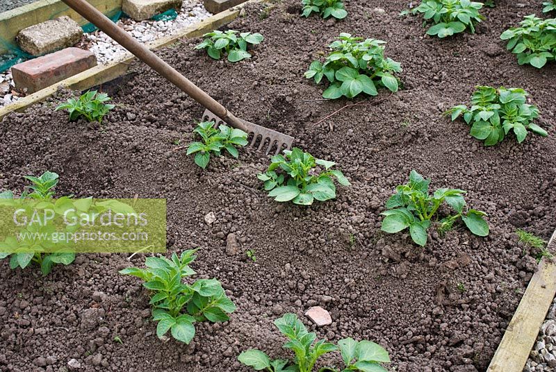 Using a rake to earth up ridges in raised vegetable bed with Potato 'Cara'