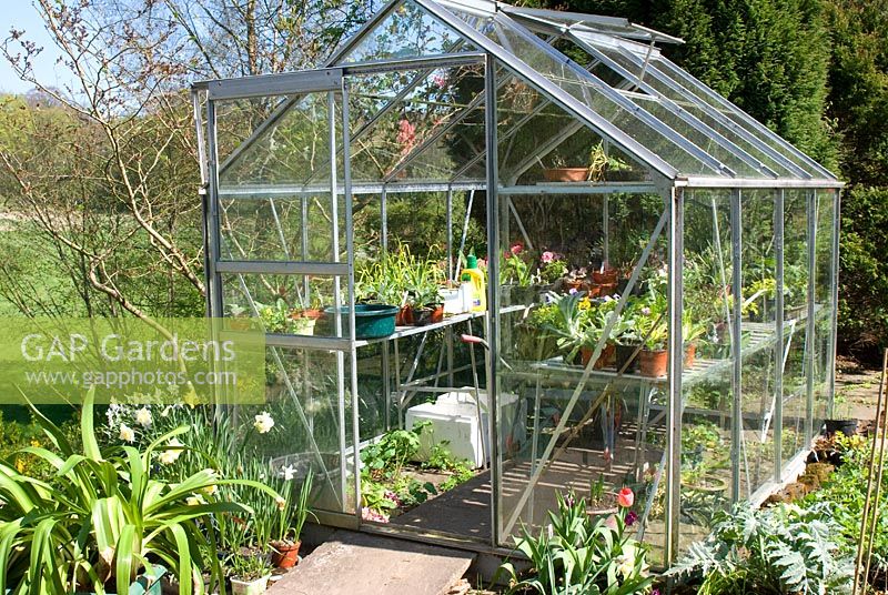 Metal greenhouse in Spring with potting benches packed with plants - Bridge House, NGS garden, Bradshaw, Lancashire