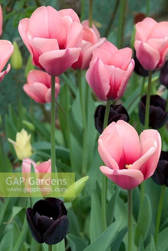 Tulipa 'Mirella', 'Paul Scherer' and 'Elegant Lady' - Tulips in late April