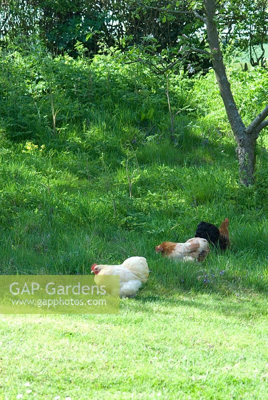 Pekin bantam hens in the long grass of an apple orchard