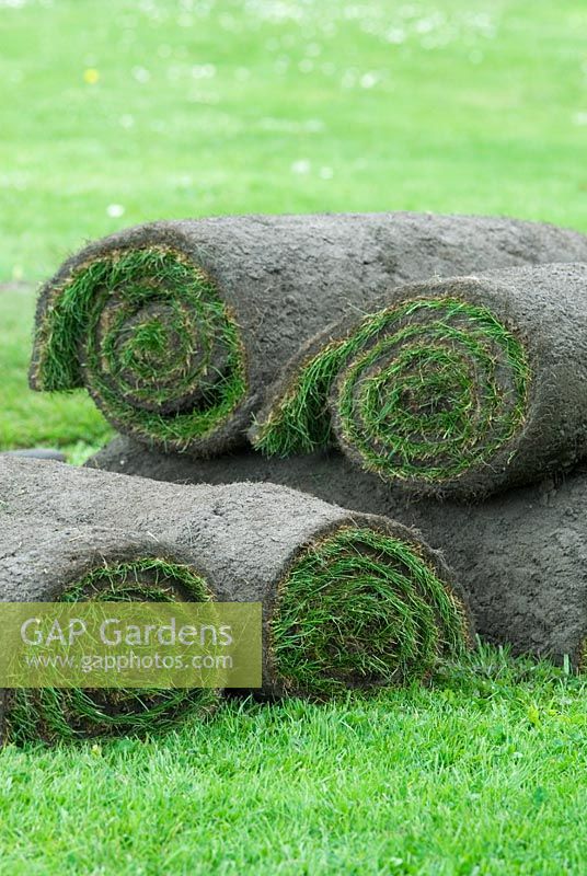 Rolls of freshly cut turf in early May