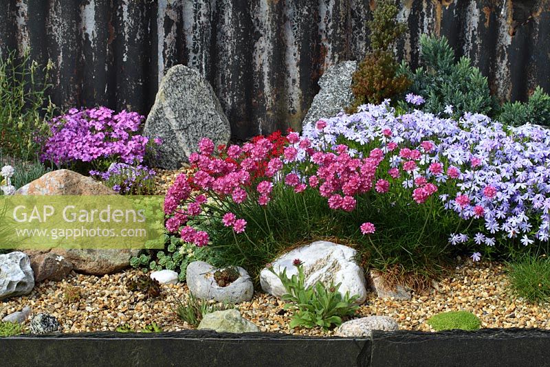 Alpine garden with Armeria maritima, Phlox 'Emerald Cushion Blue', Sedum pachyclados and Sempervivum - Thrift or Sea Pink, Stonecrop and Houseleek