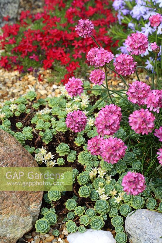 Sedum pachyclados and Armeria maritima in alpine garden - Stonecrop and Thrift or Sea Pink