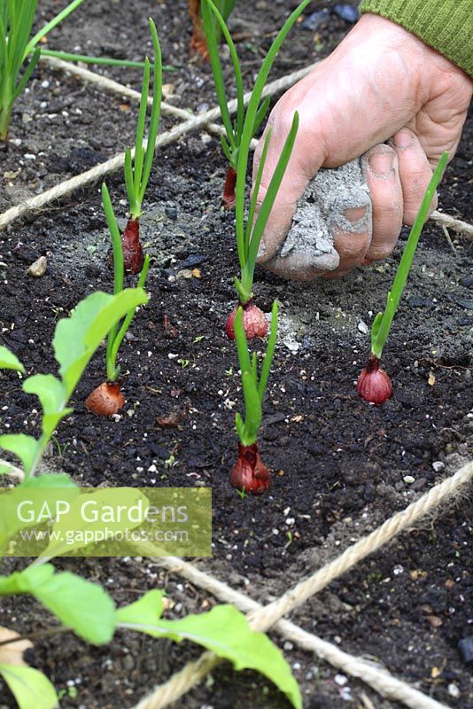 Adding potash to young onions in beds designed for square foot gardening