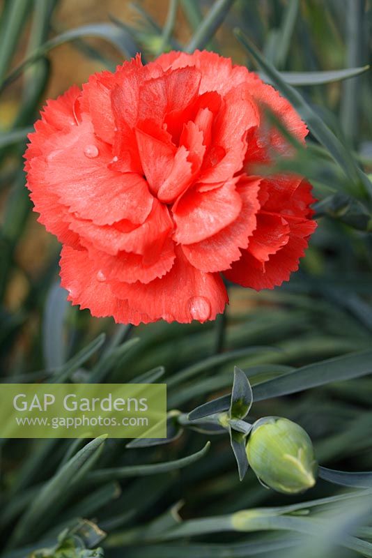 Dianthus 'Dianne' - Carnation