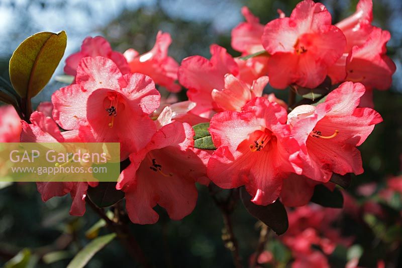 Rhododendron Mayday x Ethel