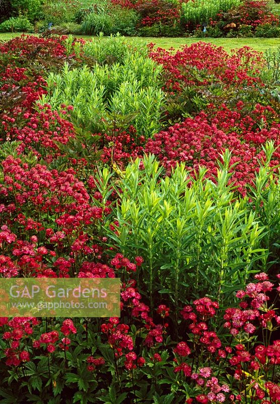 Mass planting of Astrantia major 'Claret'' with young clumps of Aster novaeangliae 'Violetta' - RHS Wisely