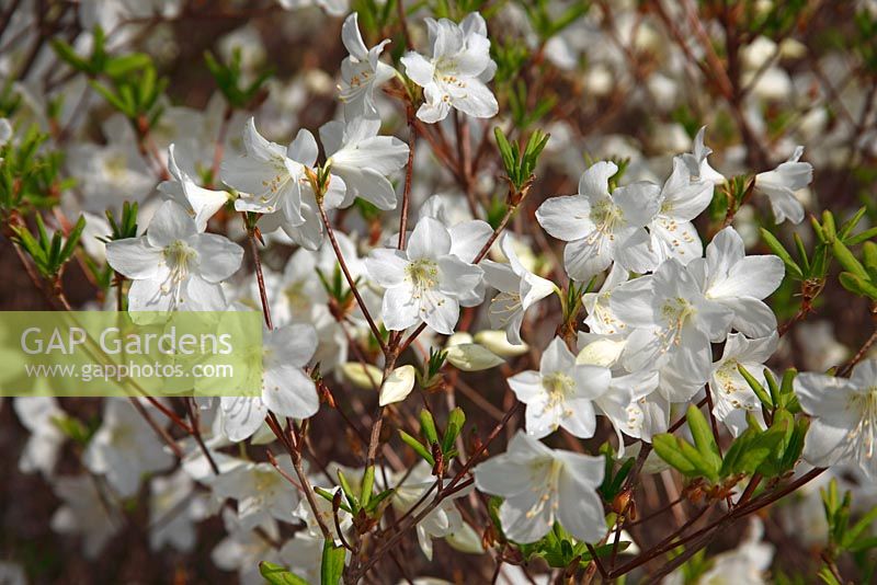Rhododendron quinquefolium c
