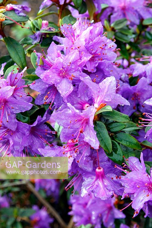 Rhododendron 'Penheale Blue' AGM