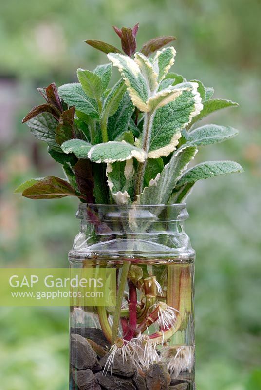 Mixed Mentha cuttings rooted in water -  Pineapple Mint, Applemint and Spearmint