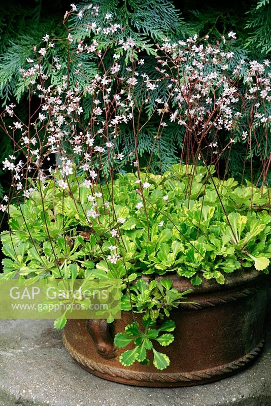 Saxifraga x urbium 'Aureopunctata' - Variegated London's Pride, flowering in a shallow terracotta pan