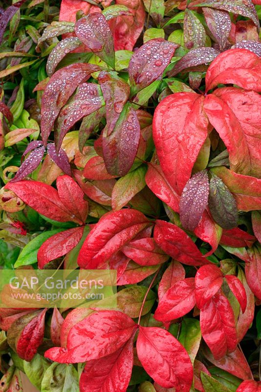 Nandina domestica 'Firepower' - Heavenly Bamboo, showing the red flushed new leaves