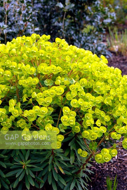 Euphorbia 'Redwing' AGM