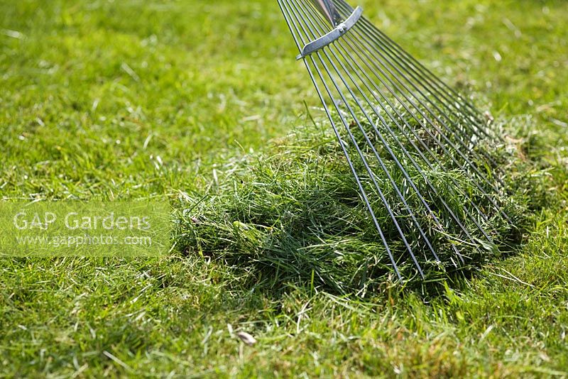 Raking up grass clippings