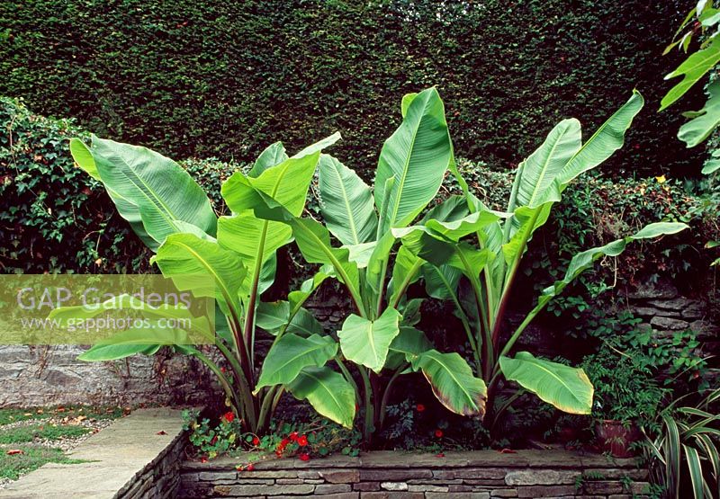 Ensete ventricosum - Lower House, Cusop, Near Hay-On-Wye