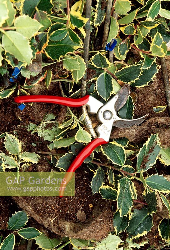 Seceuteurs and prunings - Highfield Hollies, Liss, Hampshire