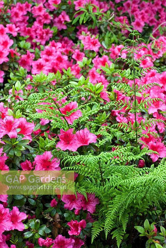 Azalea 'Vuyk's Rosy Red' growing amongst ferns