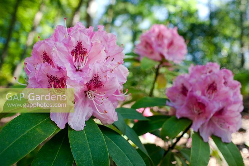 Rhododendron 'Albert Schweitzer'