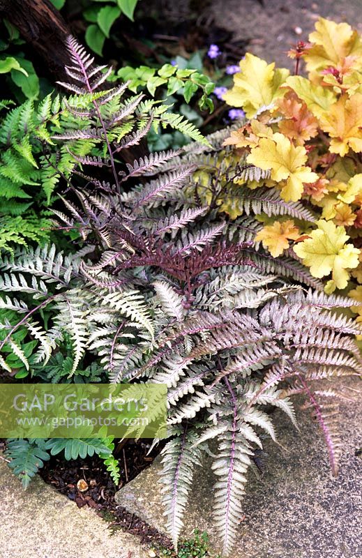 Athyrium niponicum 'Pictum' syn. f. metallicum - Japanese painted fern 