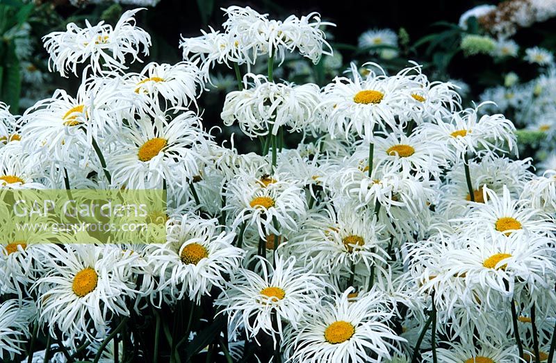 Leucanthemum superbum 'Phyllis Smith' - Shasta daisy 