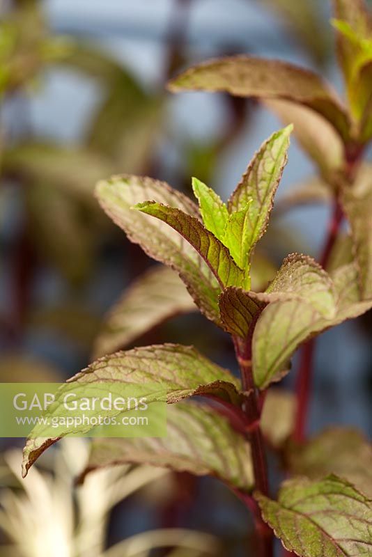 Mentha x piperita f. citrata 'Chocolate'