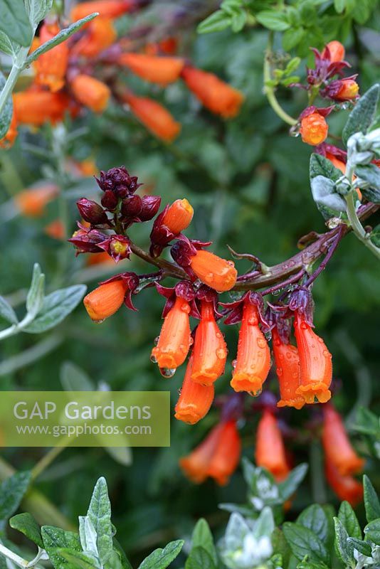 Eccremocarpus scaber - Chilean Glory Flower 