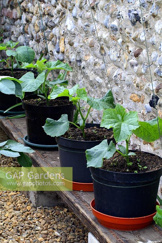 Young cucumber plants with plant supports 