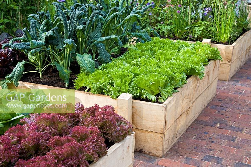 Lettuce 'Frills' and Cavolo Nero in timber raised beds - The Marston and Langinger Show Garden, RHS Chelsea 2009
