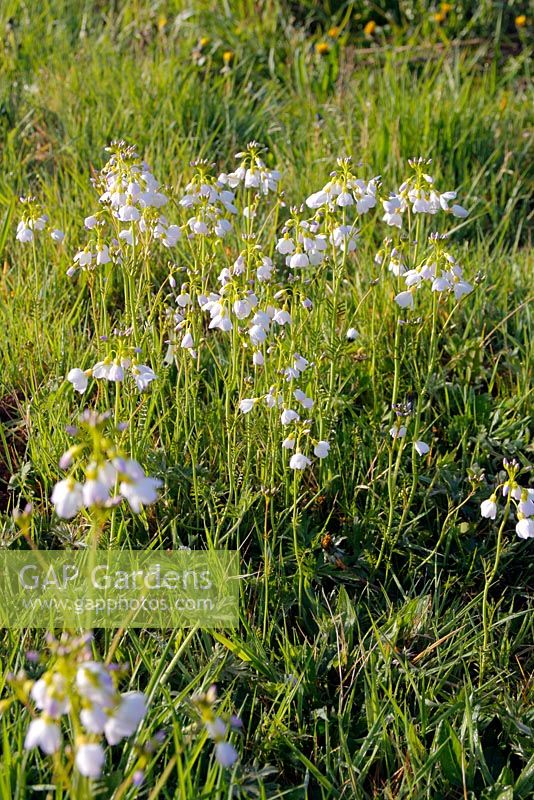 Cardamine pratensis - Cuckoo Flower or Ladies Smock