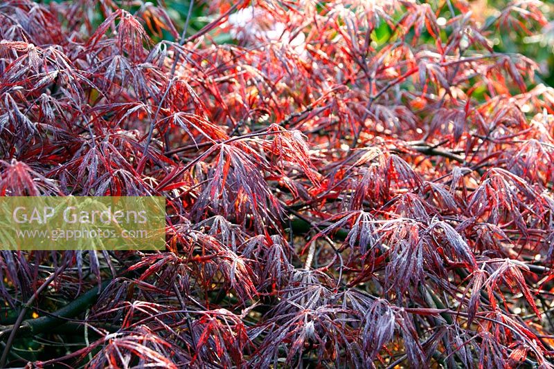 Early morning light on Acer palmatum dissectum 'Inaba Shidare' AGM