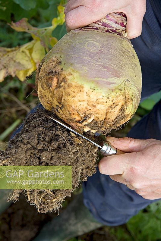 Harvesting swede - Cutting the roots off