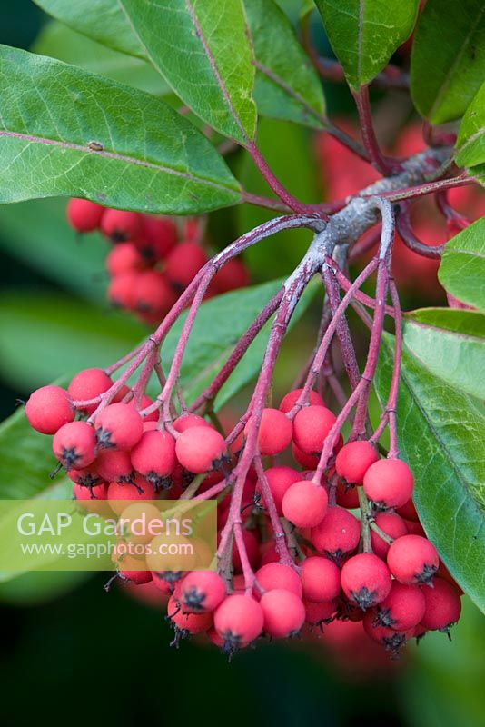 Photinia davidiana 