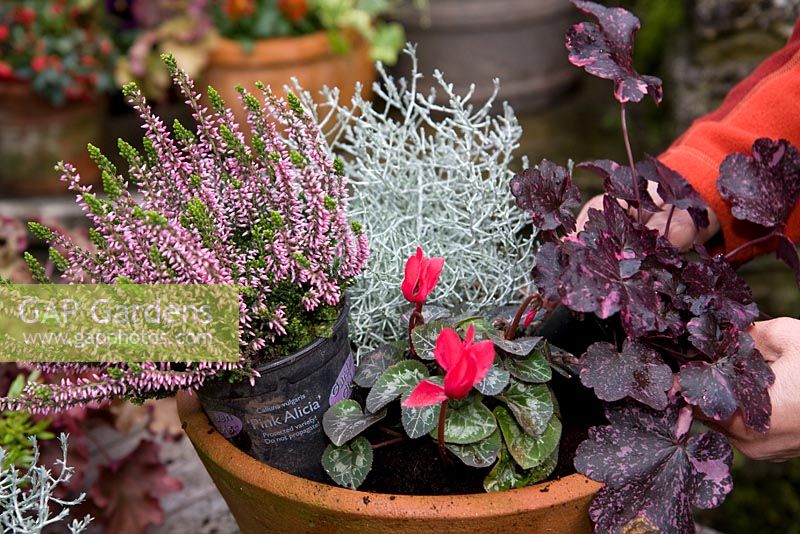 Planting a mixed autumn container - Calocephalus, Calluna, Heuchera and Cyclamen