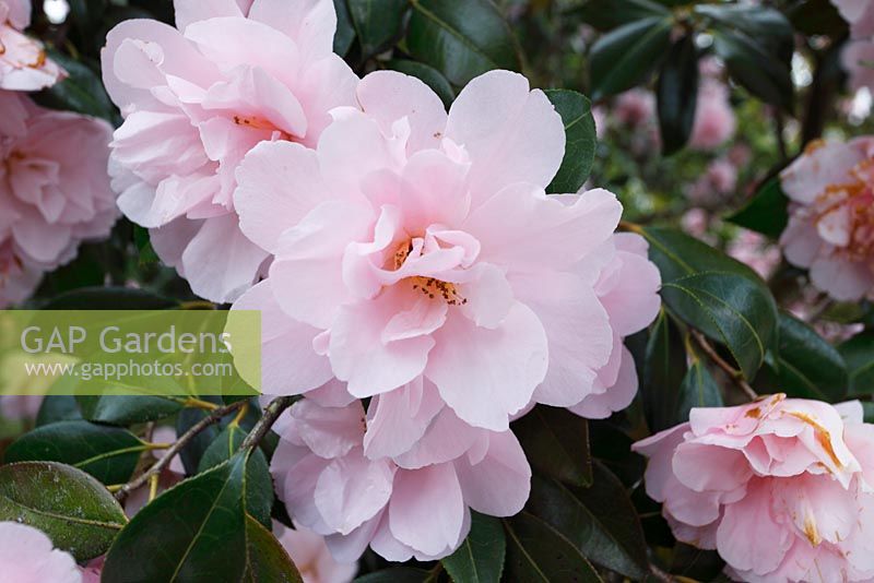 Camellia 'Charles Puddle'