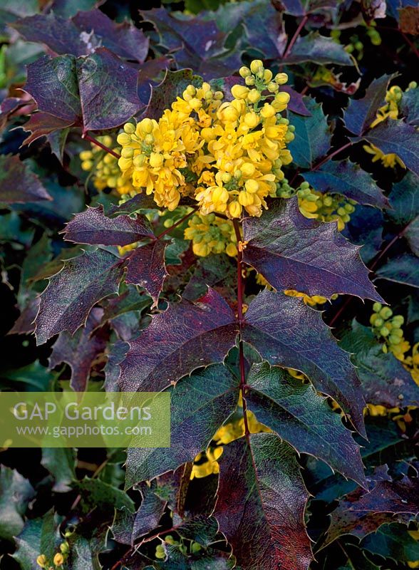 Mahonia aquifolium 'Atropurpurea'