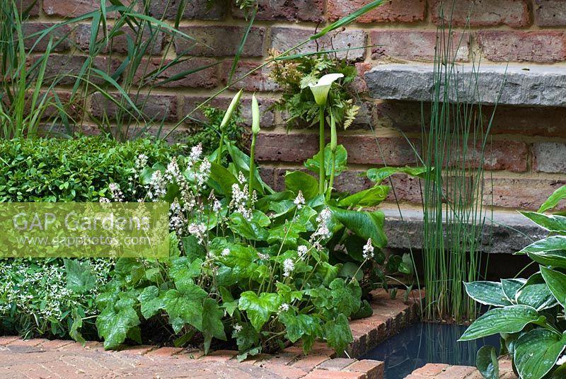 Green planting of Zantedeschia aethiopica 'Green Goddess', Tiarella cordifolia and Buxus sempervirens, next to a brick water rill in the Jacob's Ladder Garden, sponsored by Hewitt Landscapes Ltd - Silver Flora medal winner for Courtyard Garden at RHS Chelsea Flower Show 2009 