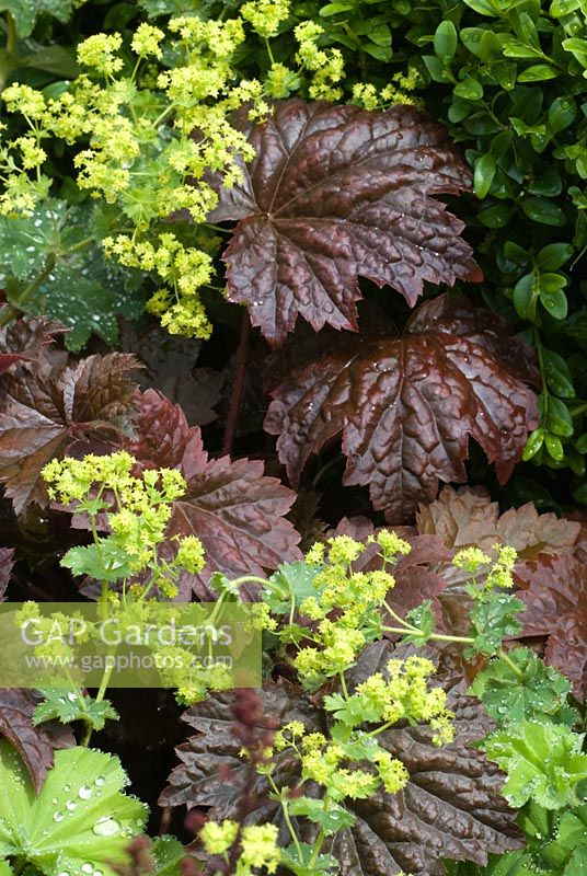 Alchemilla mollis with Heuchera 'Purple Palace' - An Urban Retreat by Paul Titcombe - BBC Gardeners' World Live 2009 - Gold Medallist 