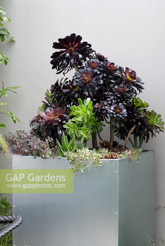 Selection of Aeonium and other succulents in a metal container - An Urban Retreat by Paul Titcombe - BBC Gardeners' World Live 2009 - Gold Medallist 