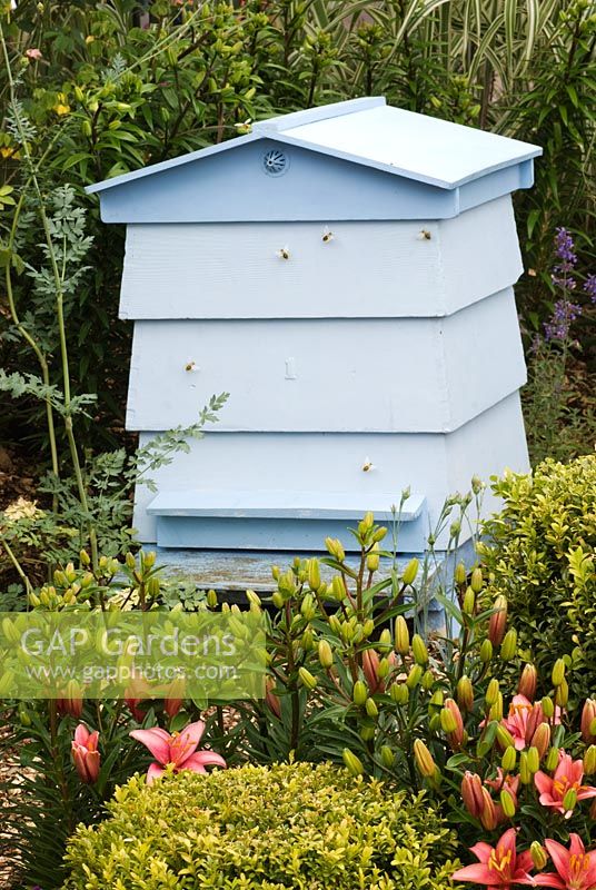 Blue painted beehive, surrounded by planting of Lilium and Buxus sempervirens - The TENA Active Living Garden - BBC Gardeners' World Live 2009