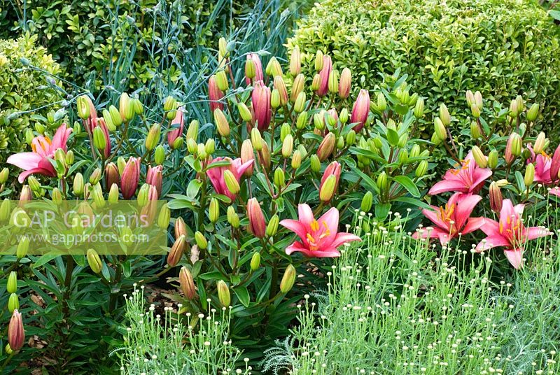 Mixed planting of Lilium, Santolina and Buxus sempervirens - The TENA Active Living Garden - BBC Gardeners' World Live 2009