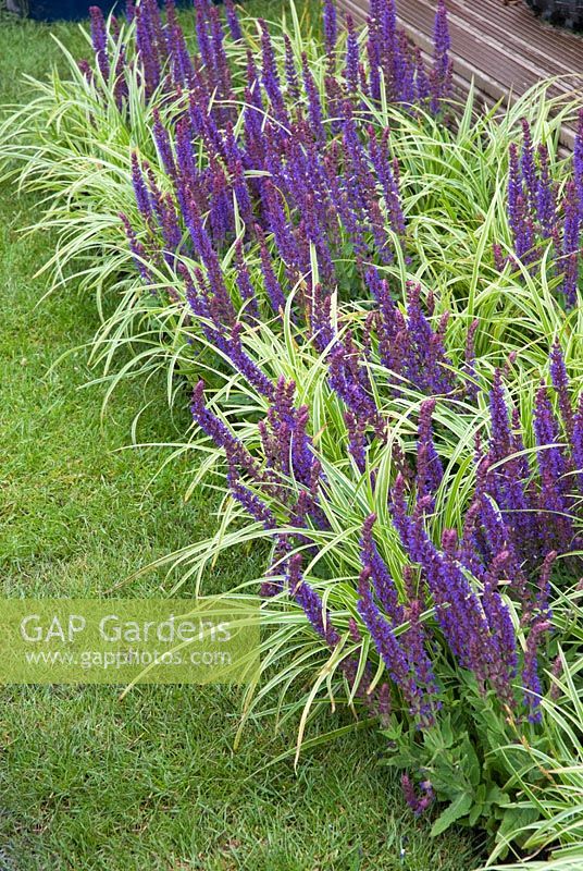 Carex 'Ice Dance' with Salvia nemorosa - The Baby Bio Garden - BBC Gardeners' World Live 2009