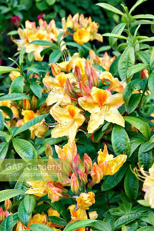 Rhododendron 'Sun Chariot'
